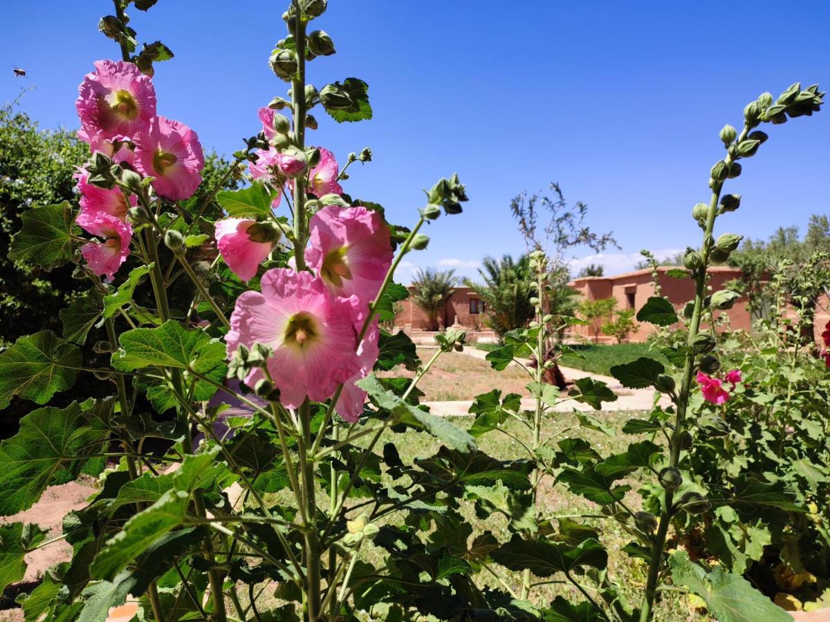 Maison D'Hotes Tigminou - Adults Only Ait-Ben-Haddou Eksteriør billede